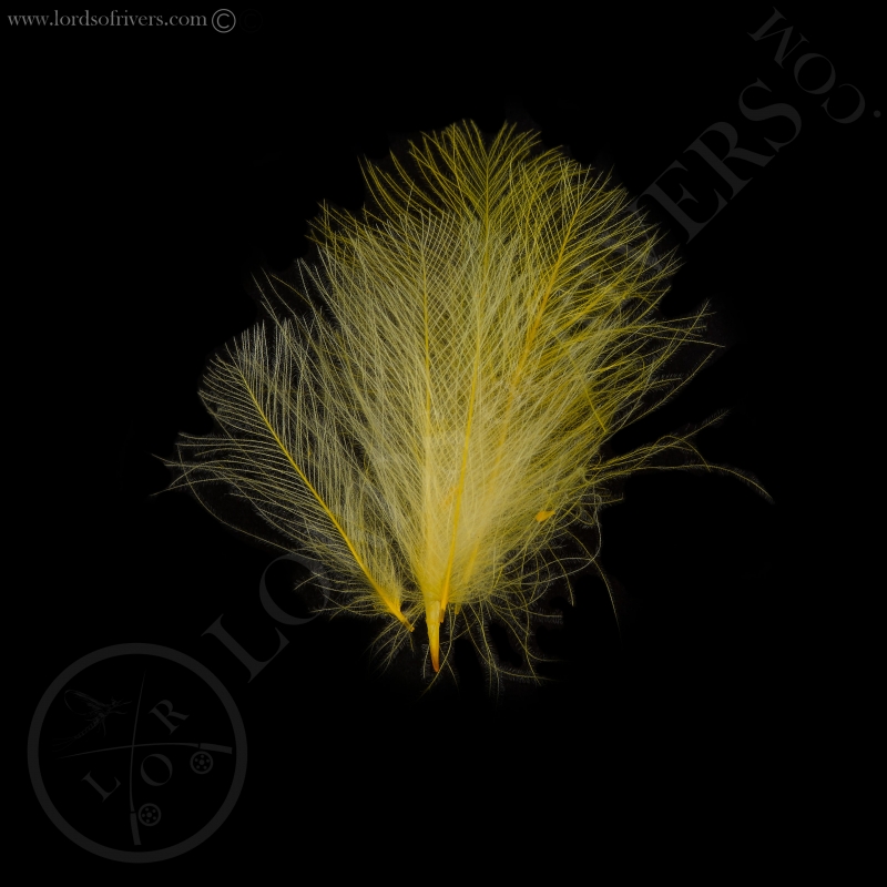 Swiss CDC Standard Yellow Swiss CDC Standard Yellow