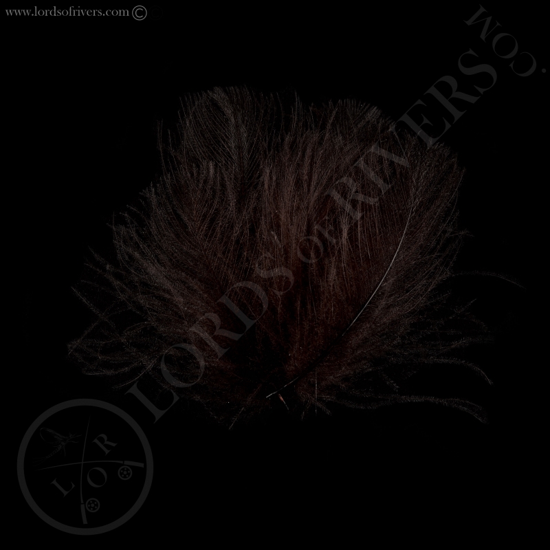 Swiss CDC Standard Dark pardo Swiss CDC Standard Dark pardo