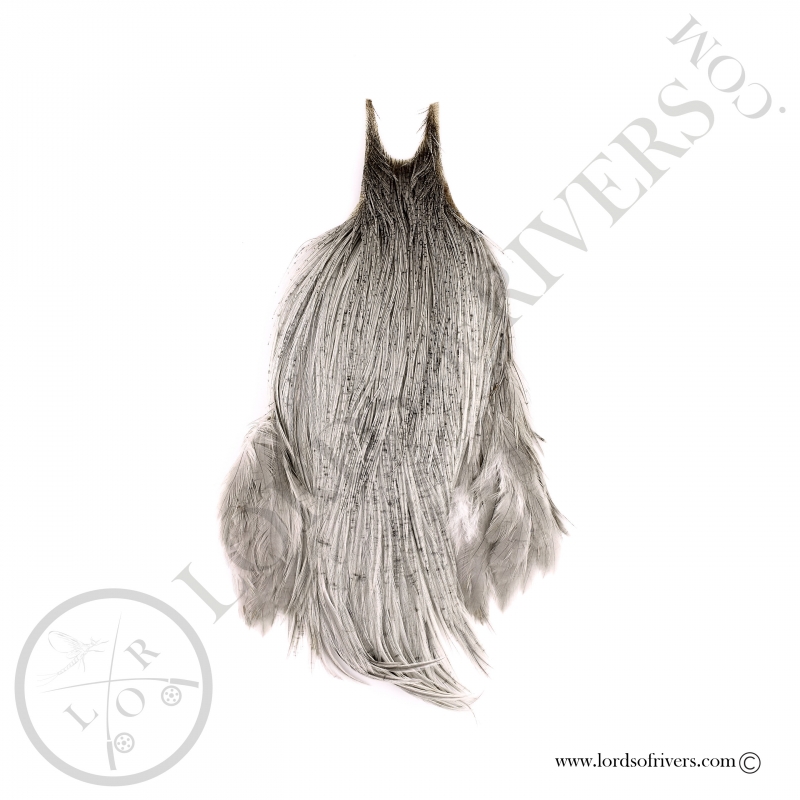 Cou de coq Metz grade 2 Blue Dun Cou de coq Metz grade 2 Blue Dun