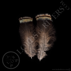 2-married-green-wild-turkey-feathers-lor