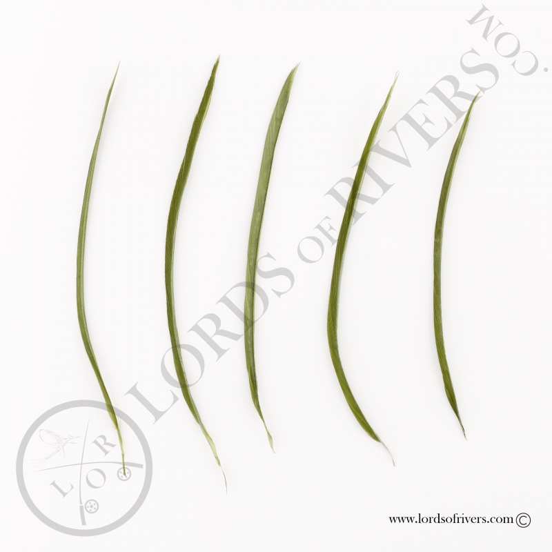 Goose Biots - 5 mono Color Feathers Lords of Rivers - Olive