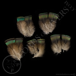 dindon-ocelle-quot-neck-feathers-quot