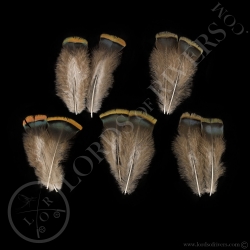 ocellated-turkey-mixed-body-feathers