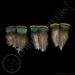 ocellated-turkey-shoulder-feather