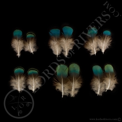 ocellated-turkey-mixed-body-feathers