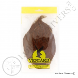 Indian Cock Cape Veniard - Furmace