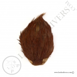 Indian Cock Cape Veniard - Furmace