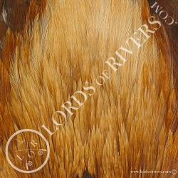Indian Cock Cape Veniard - Ginger