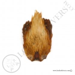 Cou de coqs indien Veniard - Ginger