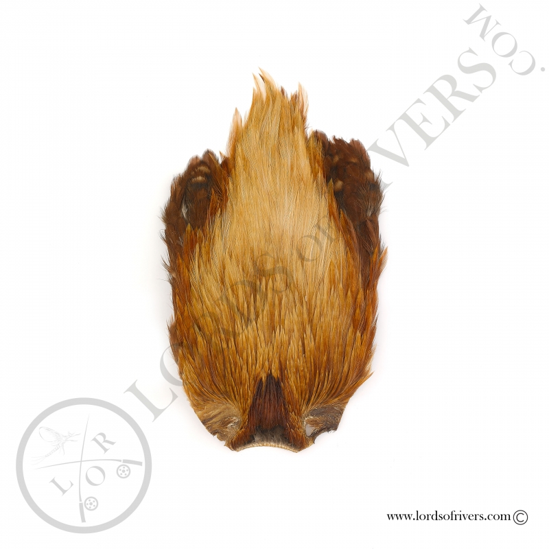 Indian Cock Cape Veniard - Ginger