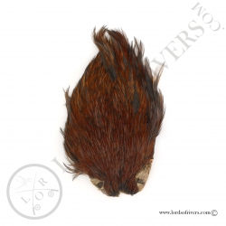 Indian Cock Cape Veniard - Red Game
