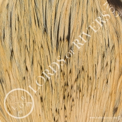 Indian Cock Cape Veniard - Badger