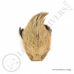 Indian Cock Cape Veniard - Badger