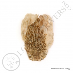 Indian Hen cape Veniard - Ginger