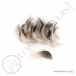 mallard-duck-flank-feathers-lords-of-riv