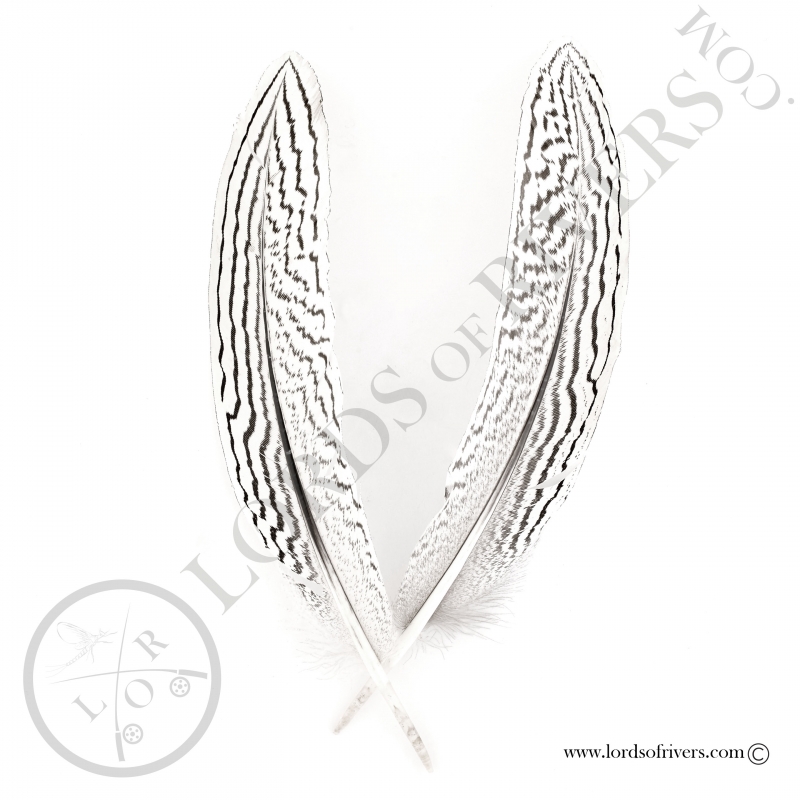 Faisan Argenté plumes d'ailes Lords of Rivers - 2 plumes Faisan Argenté plumes d'ailes Lords of Rivers - 2 plumes