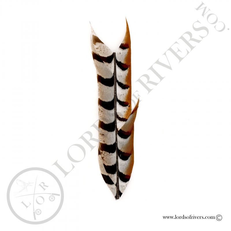 Reeves Pheasant - Center Tail 1 portion Lords of Rivers Reeves Pheasant - Center Tail 1 portion Lords of Rivers
