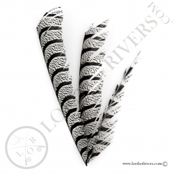 lady-amherst-pheasant-center-tail-full-f