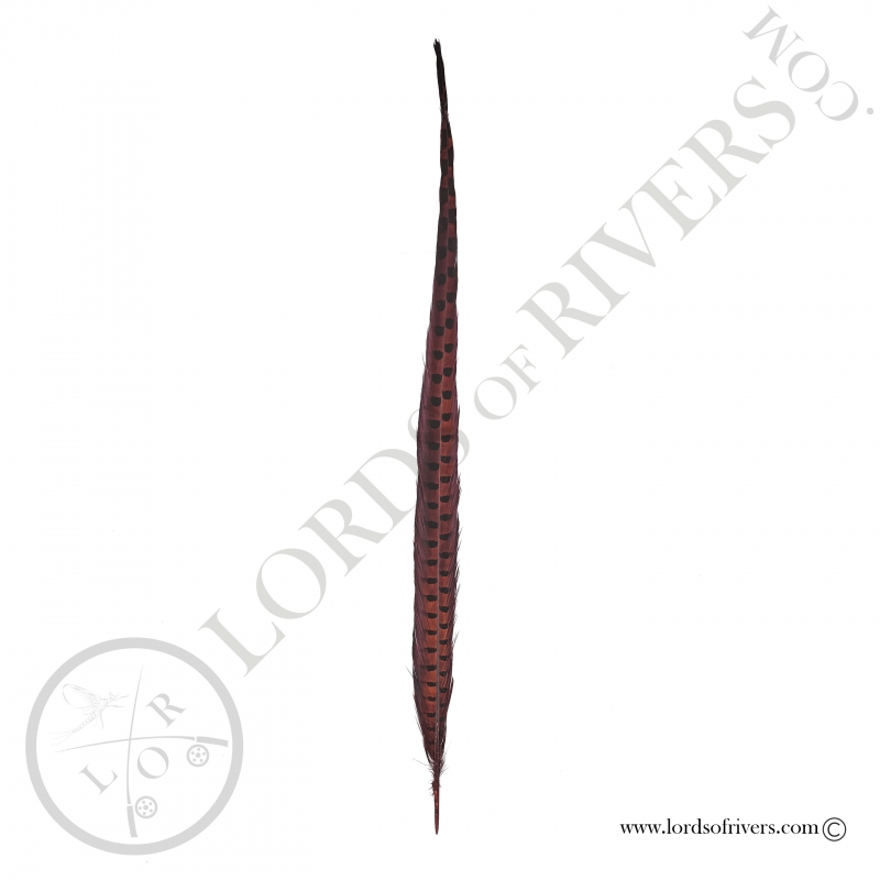Ringneck natural pheasant center tail full feather Lords of Rivers - Brown Ringneck natural pheasant center tail full feather Lords of Rivers - Brown
