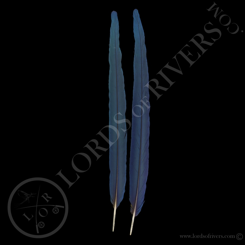 Blue & Gold Macaw paired center tail Lords Of Rivers