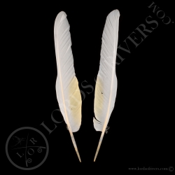white-cockatoo-wing-cover-paired-type-1-