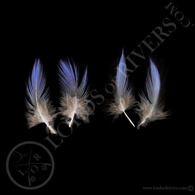 Vulturine Guineafowl Batch Of Breast Feathers Lords Of Rivers