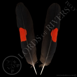 red-tailed-black-cockatoo-center-tails-p