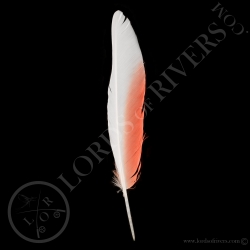 major-mitchell-s-cockatoo-wing-cover-typ