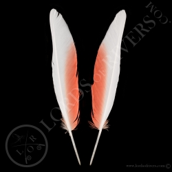 major-mitchell-s-cockatoo-wing-cover-pai