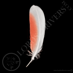 major-mitchell-s-cockatoo-wing-cover-typ