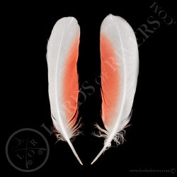 major-mitchell-s-cockatoo-wing-cover-pai
