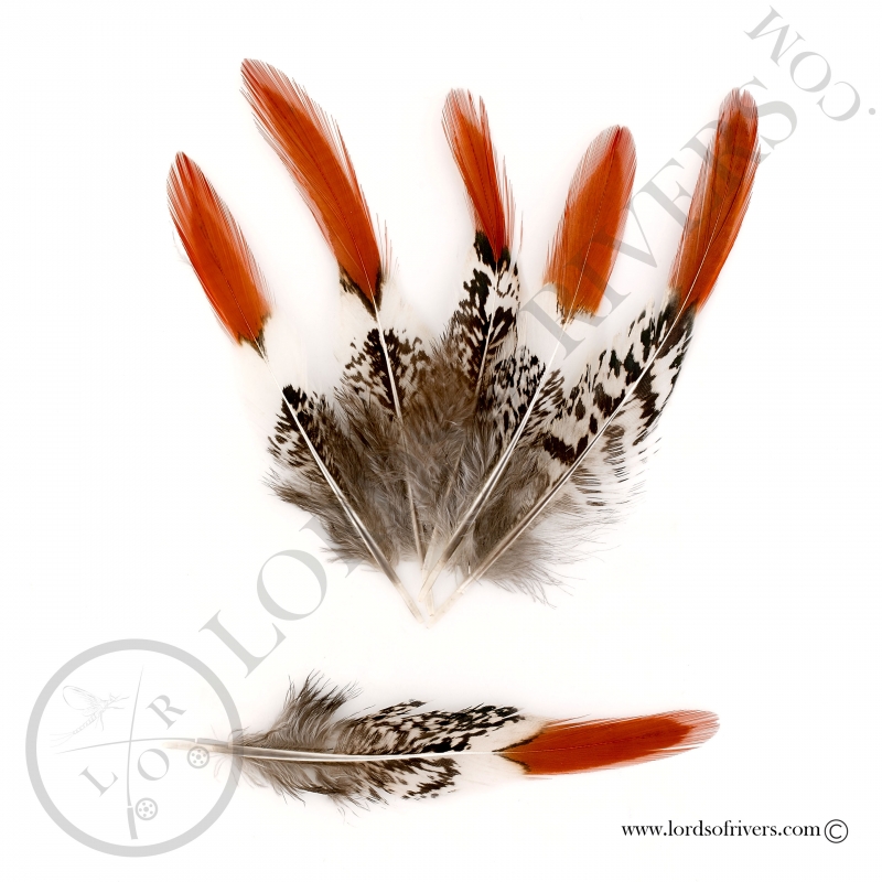 Lady Amherst Pheasant Swords Spikes - Lords Of Rivers