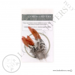 Lady Amherst Pheasant Swords Spikes - Lords Of Rivers