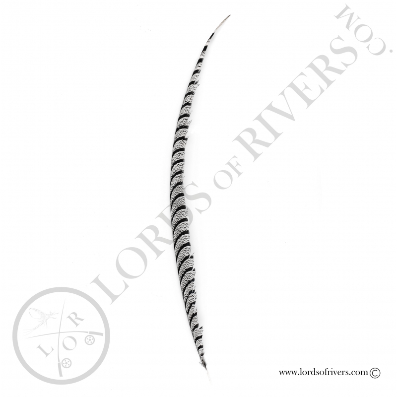 Lady Amherst pheasant - Center tail feather Lords of Rivers