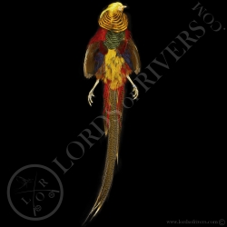 golden-pheasant-full-skin-lords-of-river