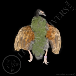 crested-partridge-female-full-skin-lords