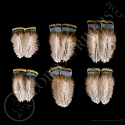 ocellated-turkey-green-shoulder-feathers