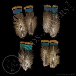 orange-back-amp-rump-feathers-ocellated-
