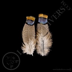 back-amp-rump-xl-feathers-ocellated-turk