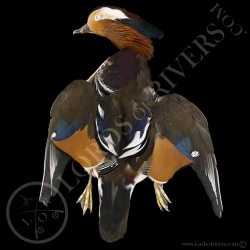 mandarin-duck-full-skin-lords-of-rivers