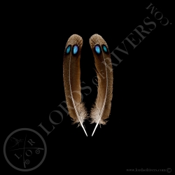 Epéronnier de Chinquis "Black Double eyed Side Tails" Lords Of Rivers