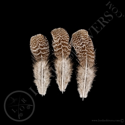 back-feathers-grey-peacock-pheasant