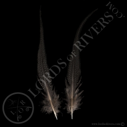 vulturine-guineafowl-paired-tails-feathe