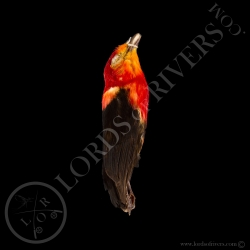 crimson-hooded-manakin-full-skin-lords-o