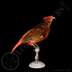 guianan-red-cotinga-full-skin-taxidermie