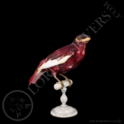 pompadour-cotinga-full-skin-taxidermie-l