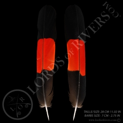 red-tailed-black-cockatoo-center-tails-p