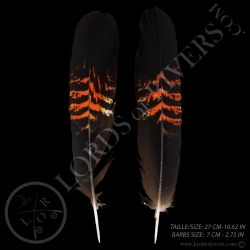 red-tailed-black-cockatoo-center-tails-p