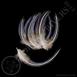 vulturine-guineafowl-batch-of-blue-breas