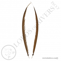 golden-pheasant-paired-center-tail-lords